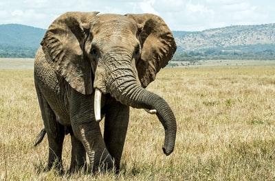 灰色的大象在棕色的草地
